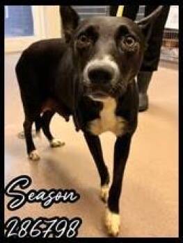 Rescue German Shepherd Dog and Mixed Breed Dogs for Adoption in Macon, Georgia - SEASON | PetCurious