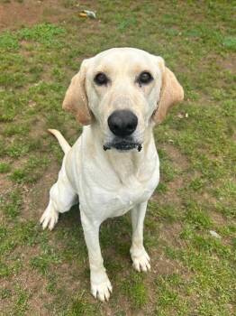 Labrador Retriever and Great Dane Dogs Available for Adoption in Benton, Arkansas - Lilly | PetCurious