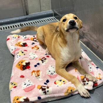 Rebecca -  Mixed Breed Dog for Adoption in Austin, Texas - Rebecca | PetCurious