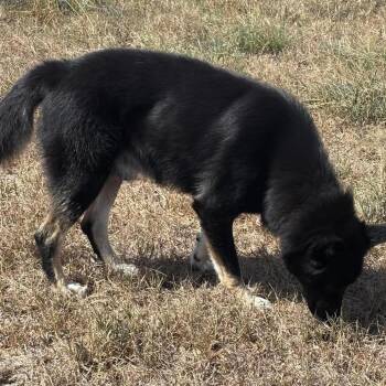 Pachino -  Shepherd Dog for Adoption in Hackett, Arkansas - Pachino | PetCurious