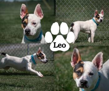 Mixed Breed Dogs Available for Adoption in Winchester, Kentucky - Leo | PetCurious