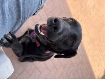 Border Collie and Black Labrador Retriever Dogs Available for Adoption in Tucson, Arizona - Rory Gilmore | PetCurious