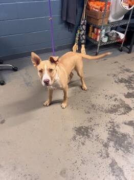 LOW KI -  Siberian Husky and American Staffordshire Terrier Dog for Adoption in Tallahassee, Florida - LOW KI | PetCurious