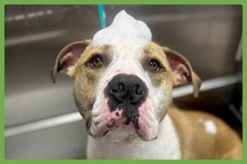 Gilly -  Pit Bull Terrier Dog for Adoption in Amherst, Massachusetts - Gilly | PetCurious