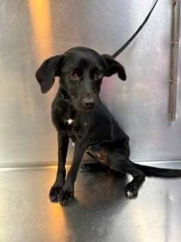 Leesi -  Dachshund Dog for Adoption in Lake Wylie, South Carolina - Leesi | PetCurious