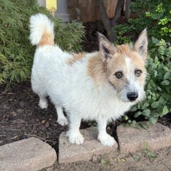 George -  Parson Russell Terrier Dog for Adoption in Tulsa, Oklahoma - George | PetCurious
