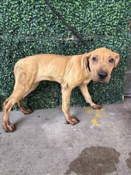 61495762 -  Shar Pei and Mixed Breed Dog for Adoption in El Paso, Texas - 61495762 | PetCurious