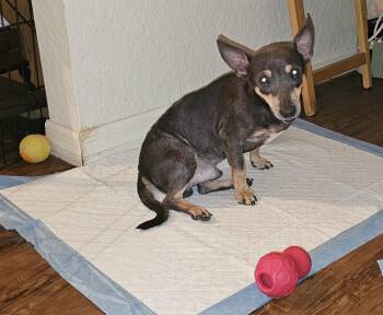 Jonah -  Dachshund and Miniature Pinscher Dog for Adoption in Brooksville, Florida - Jonah | PetCurious