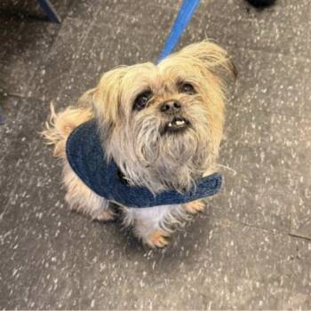 Brussels Griffon Dogs Available for Adoption - Poppy | PetCurious