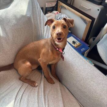 Mixed Breed Dogs Available for Adoption - Sage | PetCurious