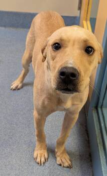 Benji -  Labrador Retriever and Pit Bull Terrier Dog for Adoption in Suffolk, Virginia - Benji | PetCurious