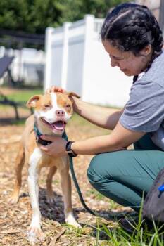 Maybelline -  Mixed Breed Dog for Adoption in Chamblee, Georgia - Maybelline | PetCurious