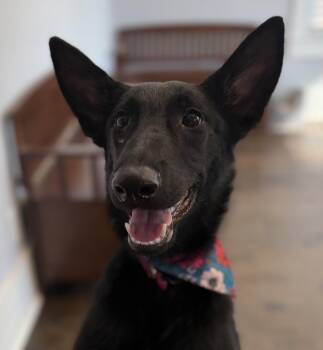 Rose -  German Shepherd Dog Dog for Adoption in Lawrenceville, Georgia - Rose | PetCurious