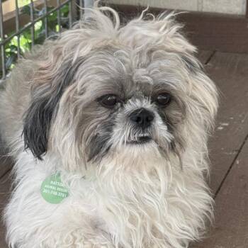 Lenny -  Shih Tzu and Mixed Breed Dog for Adoption in Glenelg, Maryland - Lenny | PetCurious