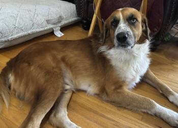 Rescue Anatolian Shepherd Dogs for Adoption in Pflugerville, Texas - Armando Rojo | PetCurious