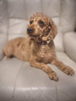Rescue Poodle Dogs for Adoption in Alden, New York - Ember | PetCurious