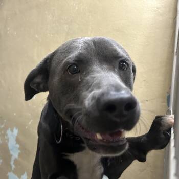 AHNJ-Stray-122628 -  Mixed Breed Dog for Adoption in Newark, New Jersey - AHNJ-Stray-122628 | PetCurious
