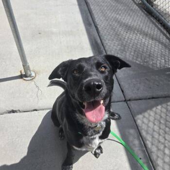 Thimble -  Australian Cattle Dog Blue Heeler and Mixed Breed Dog for Adoption in Grand Junction, Colorado - Thimble | PetCurious