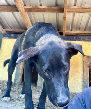 Labrador Retriever and German Shepherd Dog Dogs Available for Adoption in Brookhaven, Mississippi - Angel 26 | PetCurious