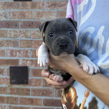 Tank -  Boxer and Mixed Breed Dog for Adoption in North Charleston, South Carolina - Tank | PetCurious