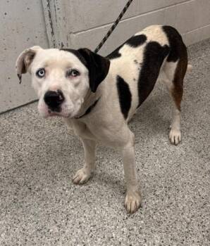 Turtle -  Mixed Breed Dog for Adoption in Kansas City, Missouri - Turtle | PetCurious