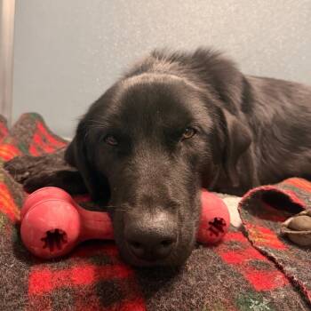 Beetlejuice -  Mixed Breed Dog for Adoption in Nashville, Tennessee - Beetlejuice | PetCurious
