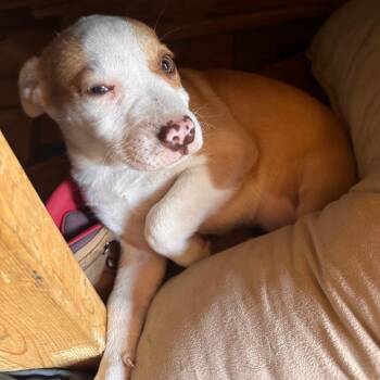 Pit Bull Terrier Dogs Available for Adoption in Centerville, Tennessee - Freckles | PetCurious