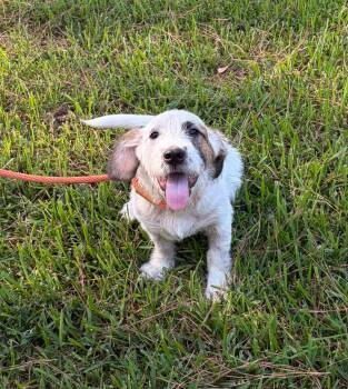 Zelda Q -  Scottish Terrier and Basset Hound Dog for Adoption in South Kingstown, Rhode Island - Zelda Q | PetCurious