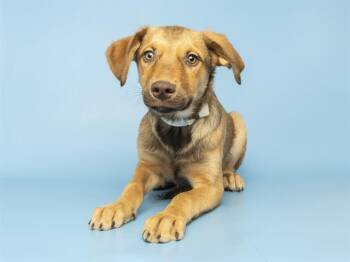 Siberian Husky Dogs Available for Adoption in Phoenix, Arizona - JOEY | PetCurious