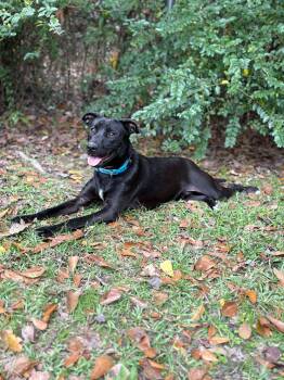 Black Labrador Retriever Dogs Available for Adoption in Killingworth, Connecticut - Riley #39 | PetCurious