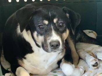 Zen -  Mixed Breed Dog for Adoption in Georgetown, Texas - Zen | PetCurious
