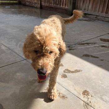 Corporal -  Standard Poodle and Mixed Breed Dog for Adoption in Freeport, Florida - Corporal | PetCurious