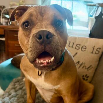 Krumm -  Mixed Breed and English Bulldog Dog for Adoption in Savannah, Georgia - Krumm | PetCurious