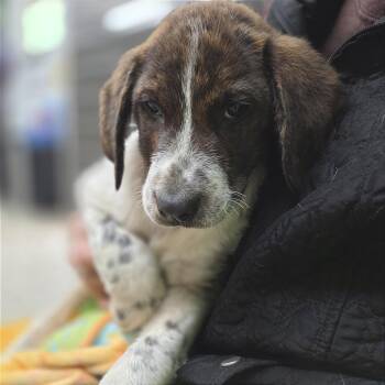 Hound Dogs Available for Adoption - Oscar | PetCurious