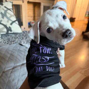Petunia Pearl -  American Bulldog and Pit Bull Terrier Dog for Adoption in Abbotsford, British Columbia - Petunia Pearl | PetCurious