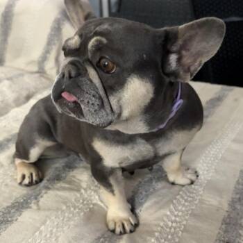 Penny -  French Bulldog Dog for Adoption in Cincinnati, Ohio - Penny | PetCurious