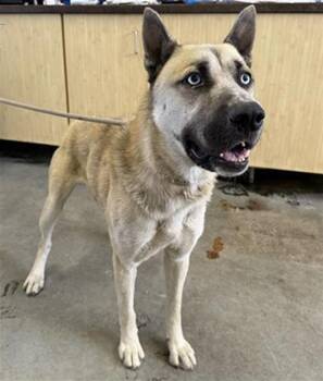 Rescue German Shepherd Dog and Siberian Husky Dogs for Adoption in Camarillo, California - COLTER | PetCurious