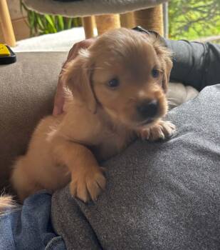 Haven -  Golden Retriever Dog for Adoption in Brockport, New York - Haven | PetCurious