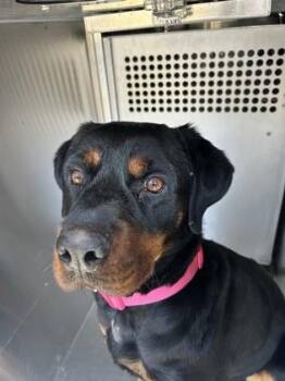 Rottweiler and Mixed Breed Dogs Available for Adoption - Mavis | PetCurious