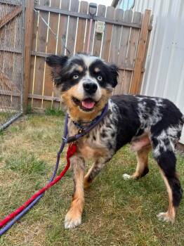 Ransom -  Australian Shepherd Dog for Adoption in Grand Forks, North Dakota - Ransom | PetCurious