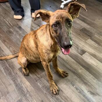 Little Debbie -  German Shepherd Dog Dog for Adoption in Sequatchie, Tennessee - Little Debbie | PetCurious