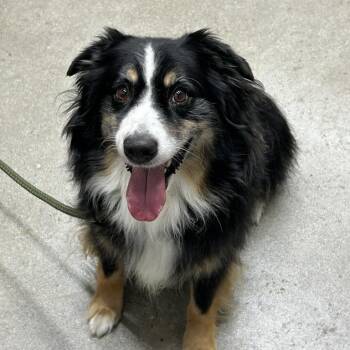 Sterling Jasper -  Australian Shepherd and Mixed Breed Dog for Adoption in Long Beach, California - Sterling Jasper | PetCurious