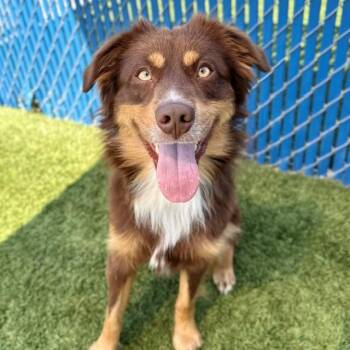 Snickers -  Australian Shepherd and Mixed Breed Dog for Adoption in Hawthorne, California - Snickers | PetCurious
