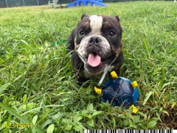 HAMMY GIZMO -  Mixed Breed Dog for Adoption in West Palm Beach, Florida - HAMMY GIZMO | PetCurious
