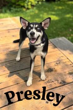 Presley -  Shepherd and Husky Dog for Adoption in Camden, Tennessee - Presley | PetCurious