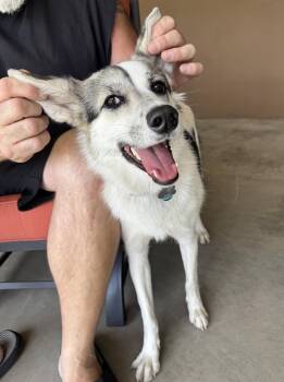 Patches -  Siberian Husky and Australian Cattle Dog Blue Heeler Dog for Adoption in Scottsdale, Arizona - Patches | PetCurious