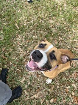 Mixed Breed Dogs Available for Adoption in Palmetto, Florida - KELLY | PetCurious