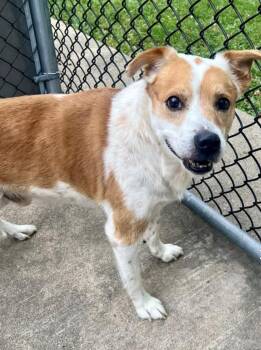 Rockstar -  Labrador Retriever and Smooth Collie Dog for Adoption in Chicago, Illinois - Rockstar | PetCurious
