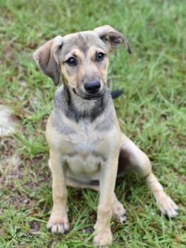 Rescue Cairn Terrier and Shepherd Dogs for Adoption in Conroe, Texas - Loretta (Amie