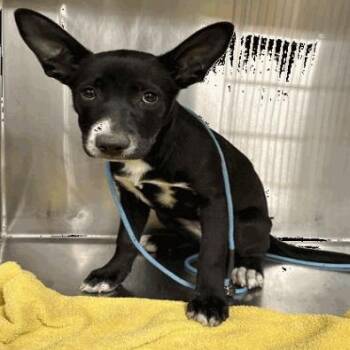 Shepherd Dogs Available for Adoption in Indianapolis, Indiana - Issabel | PetCurious